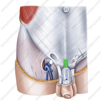 Fundiform ligament of penis/clitoris (lig. suspensorium penis/clitoridis)